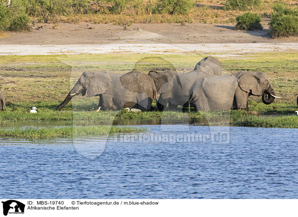 Afrikanische Elefanten / African Elephants / MBS-19740