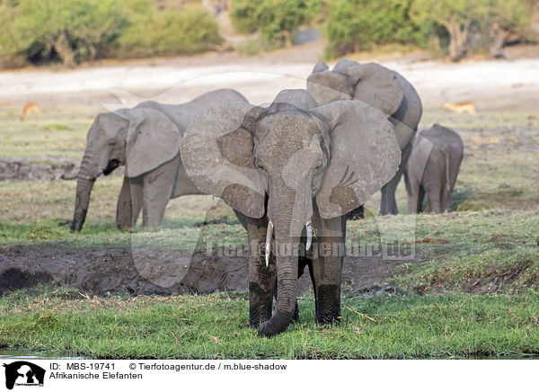 Afrikanische Elefanten / African Elephants / MBS-19741