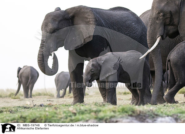 Afrikanische Elefanten / African elephants / MBS-19748