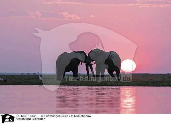 Afrikanische Elefanten / African elephants / MBS-19754