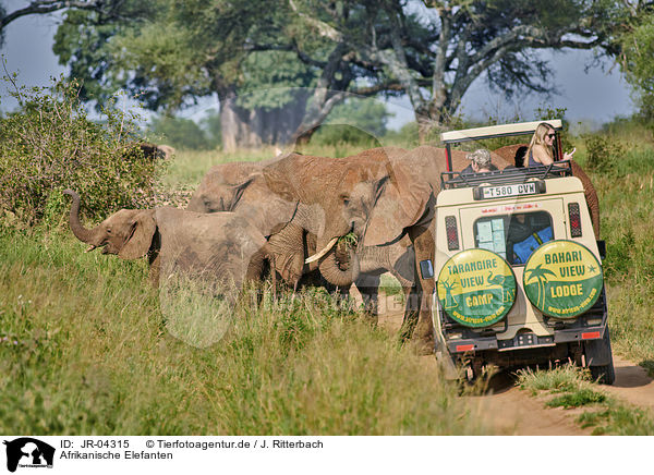 Afrikanische Elefanten / JR-04315