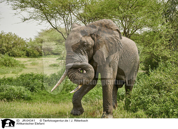Afrikanischer Elefant / JR-04341