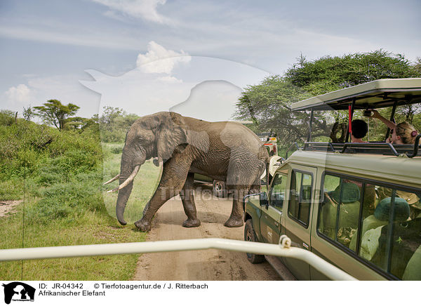 Afrikanischer Elefant / African Elephant / JR-04342