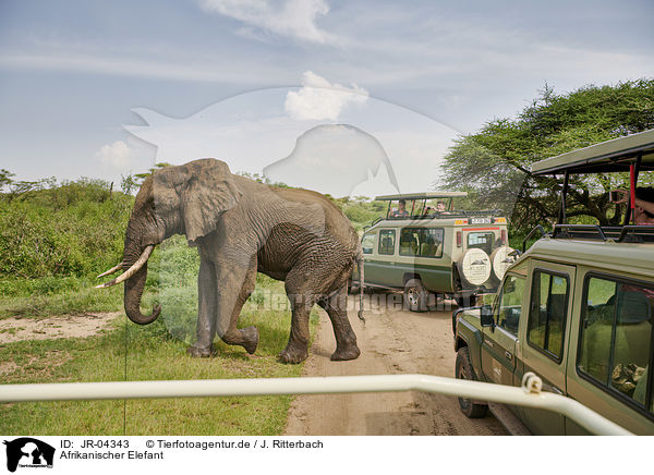 Afrikanischer Elefant / African Elephant / JR-04343