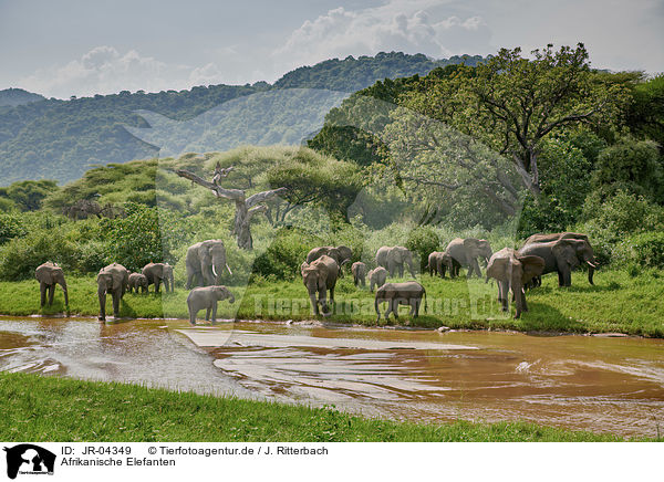 Afrikanische Elefanten / African Elephants / JR-04349