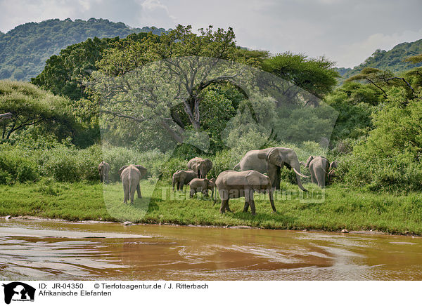 Afrikanische Elefanten / African Elephants / JR-04350