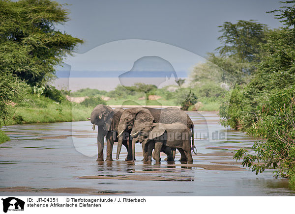 stehende Afrikanische Elefanten / standing African Elephants / JR-04351