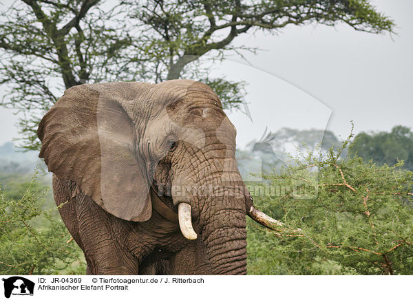 Afrikanischer Elefant Portrait / JR-04369