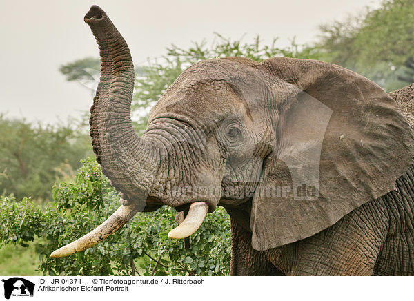 Afrikanischer Elefant Portrait / African Elephant portrait / JR-04371