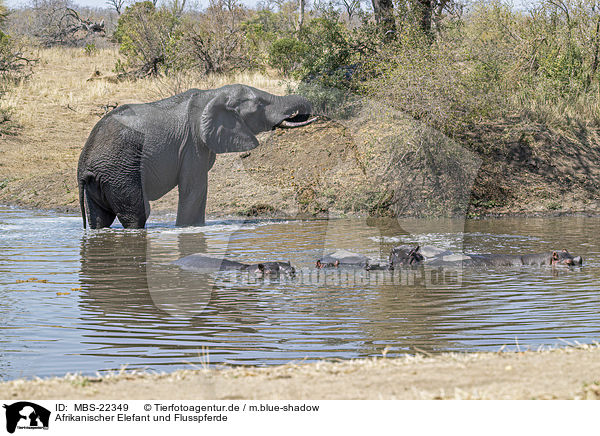 Afrikanischer Elefant und Flusspferde / African Elephantand River Horses / MBS-22349