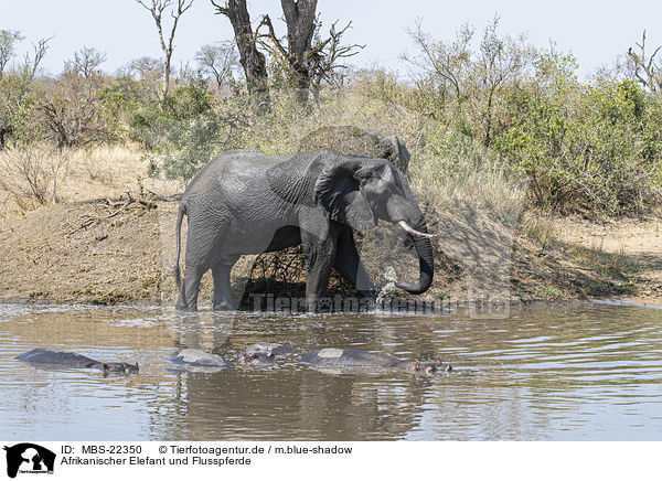 Afrikanischer Elefant und Flusspferde / MBS-22350