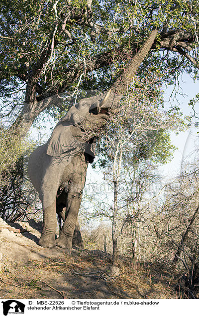 stehender Afrikanischer Elefant / standing African Elephant / MBS-22526