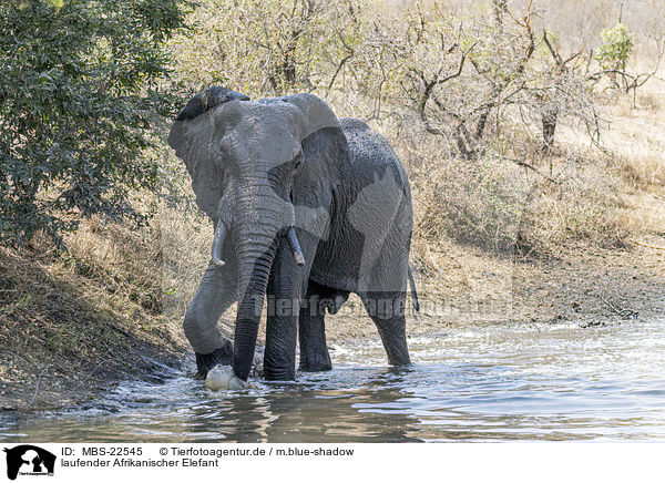 laufender Afrikanischer Elefant / walking African Elephant / MBS-22545