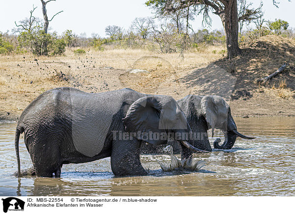 Afrikanische Elefanten im Wasser / African Elephants in the water / MBS-22554