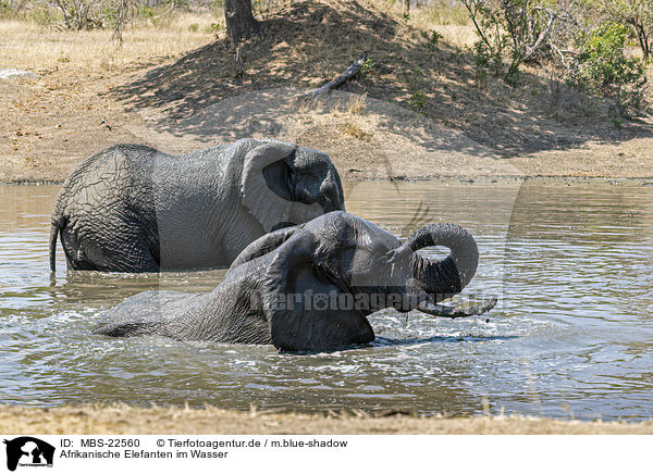 Afrikanische Elefanten im Wasser / African Elephants in the water / MBS-22560