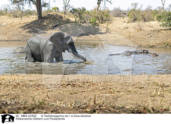 Afrikanischer Elefant und Flusspferde / MBS-22562