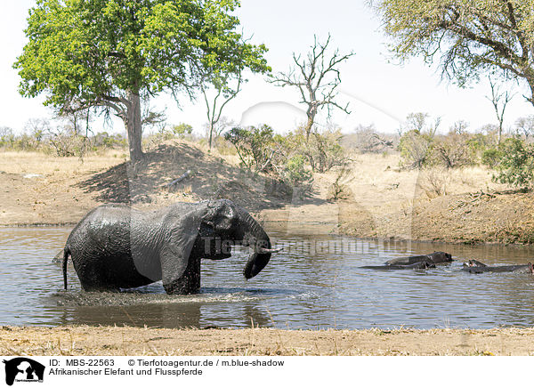 Afrikanischer Elefant und Flusspferde / MBS-22563
