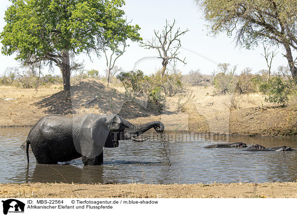 Afrikanischer Elefant und Flusspferde / MBS-22564