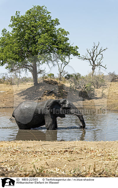 Afrikanischer Elefant im Wasser / African Elephant in the water / MBS-22565