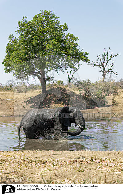 Afrikanischer Elefant im Wasser / African Elephant in the water / MBS-22566