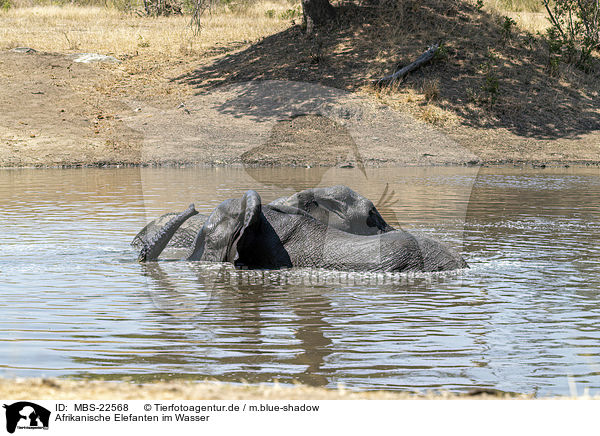 Afrikanische Elefanten im Wasser / African Elephants in the water / MBS-22568