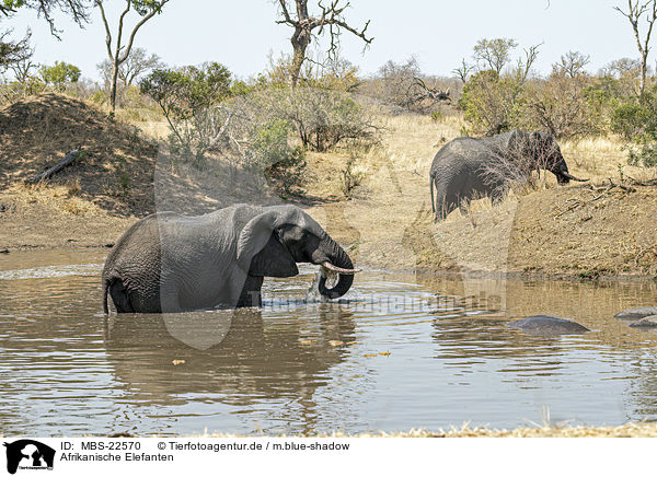 Afrikanische Elefanten / African Elephants / MBS-22570