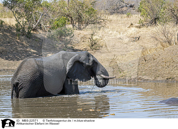 Afrikanischer Elefant im Wasser / MBS-22571