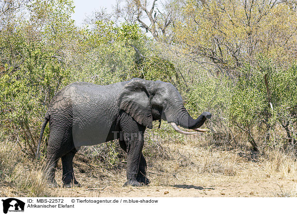 Afrikanischer Elefant / MBS-22572