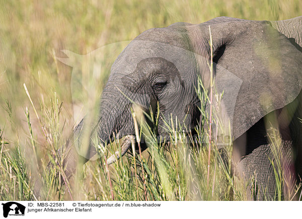 junger Afrikanischer Elefant / MBS-22581