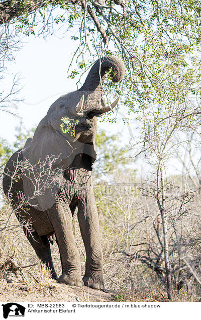 Afrikanischer Elefant / African Elephant / MBS-22583