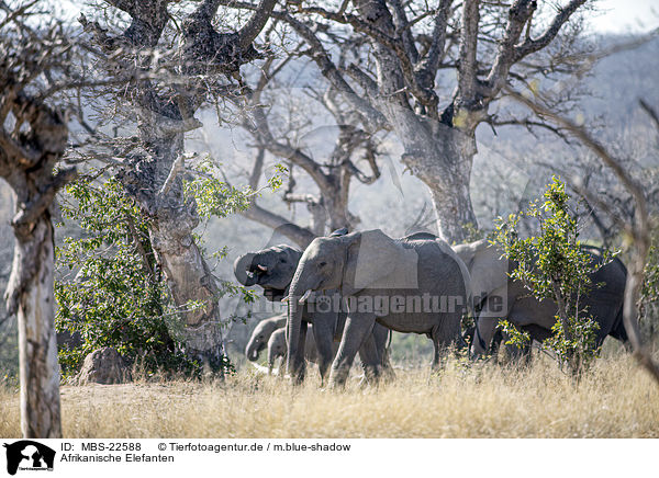 Afrikanische Elefanten / MBS-22588