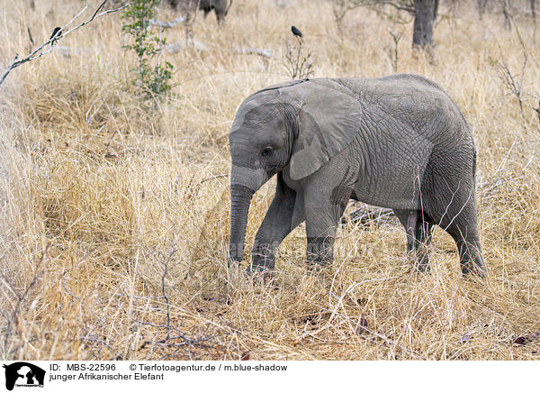 junger Afrikanischer Elefant / MBS-22596
