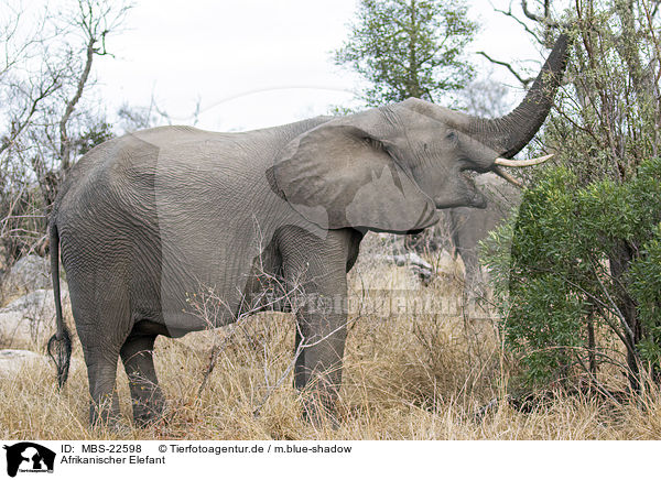 Afrikanischer Elefant / African Elephant / MBS-22598