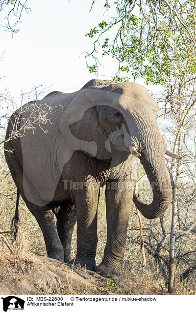 Afrikanischer Elefant / African Elephant / MBS-22600