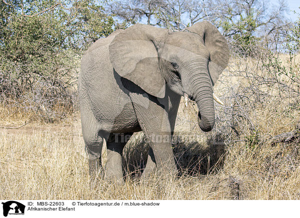 Afrikanischer Elefant / African Elephant / MBS-22603
