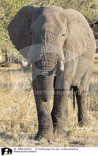 Afrikanischer Elefant / African Elephant / MBS-22605