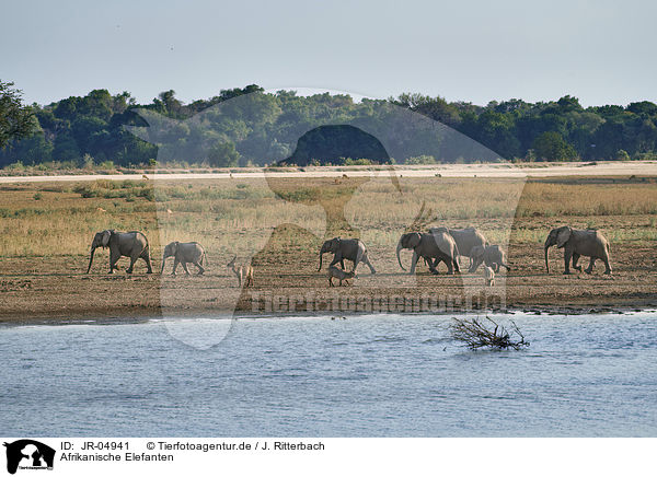 Afrikanische Elefanten / African elephants / JR-04941