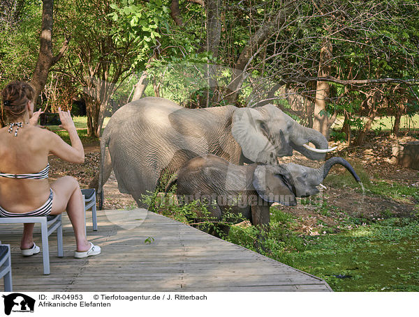 Afrikanische Elefanten / African elephants / JR-04953