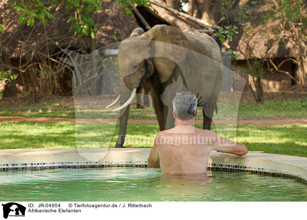 Afrikanische Elefanten / African elephants / JR-04954