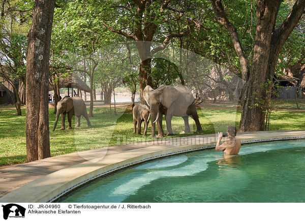 Afrikanische Elefanten / African elephants / JR-04960