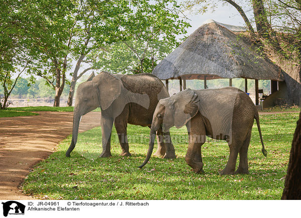 Afrikanische Elefanten / JR-04961