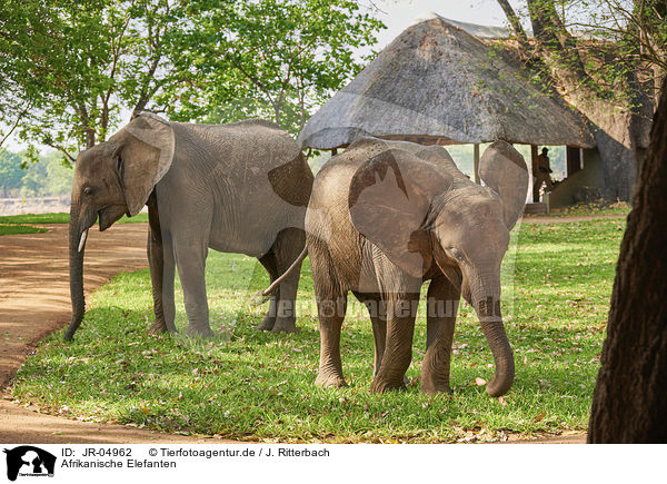 Afrikanische Elefanten / JR-04962
