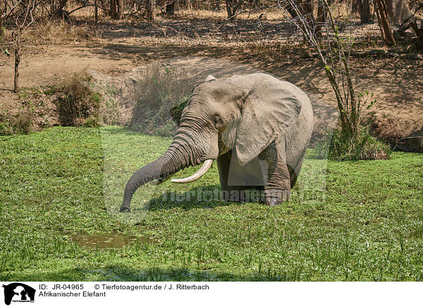 Afrikanischer Elefant / JR-04965