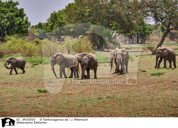 Afrikanische Elefanten / African elephants / JR-05000