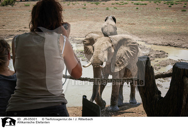 Afrikanische Elefanten / African elephants / JR-05001