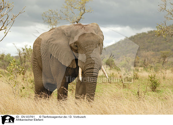 Afrikanischer Elefant / African elephant / DV-03761