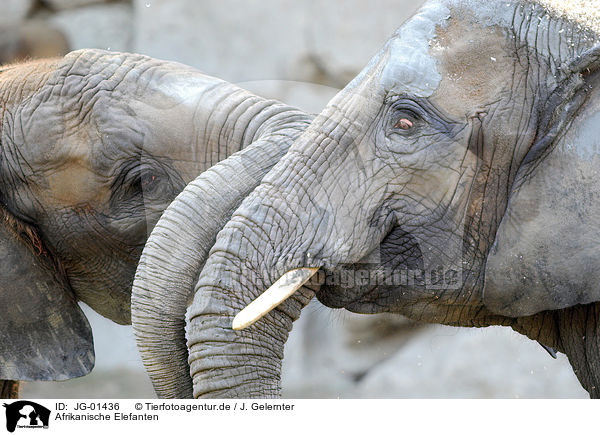 Afrikanische Elefanten / African elephants / JG-01436
