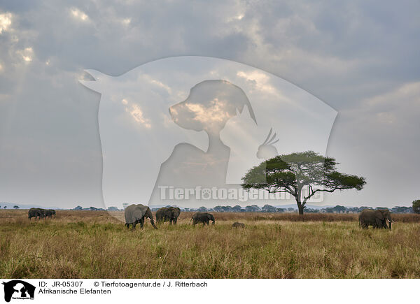 Afrikanische Elefanten / JR-05307