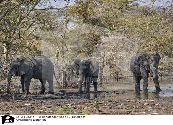 Afrikanische Elefanten / African elephants / JR-05315
