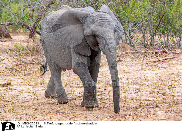 Afrikanischer Elefant / MBS-25083